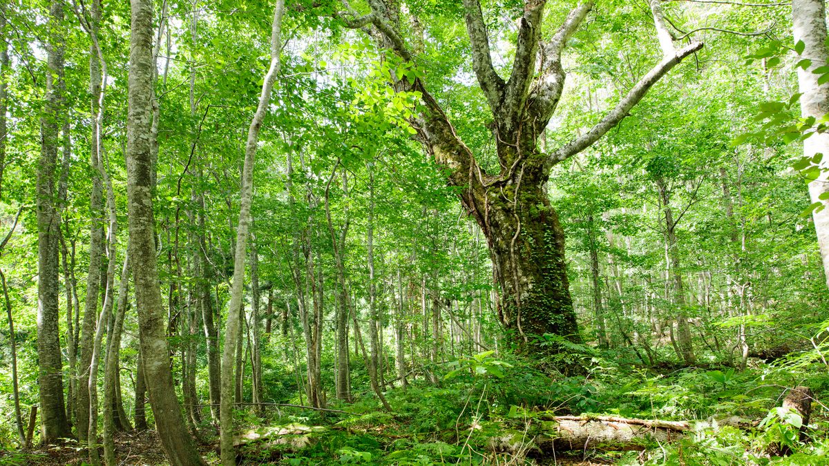 Shirakami-Sanchi World Heritage Forest