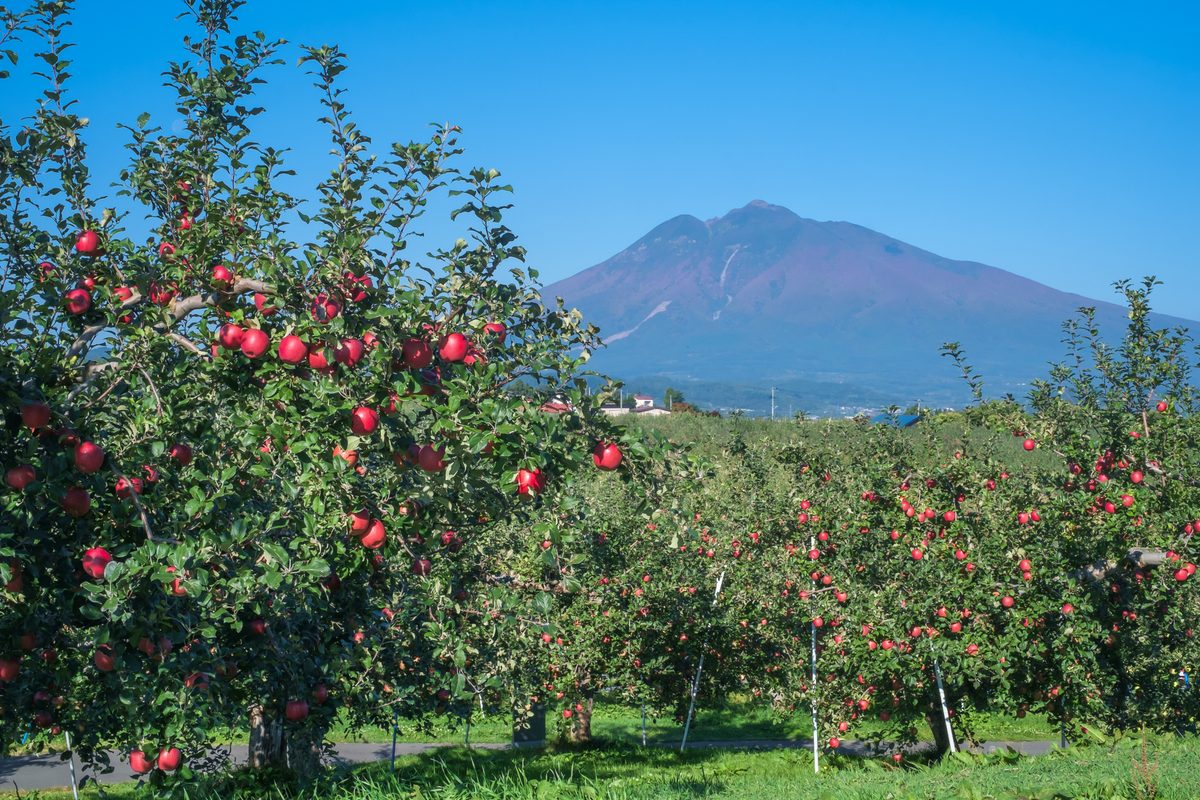 Tsugaru Apple Orchards