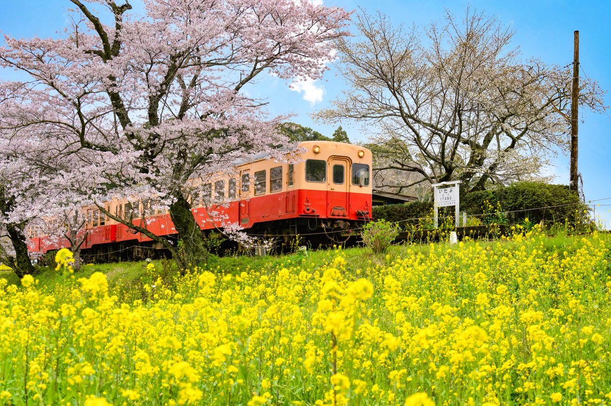 Isumi Railway — Rapeseed Blossom Line