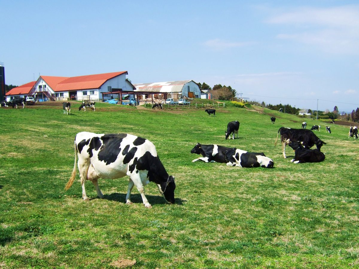 Mother Farm — Boso Hills