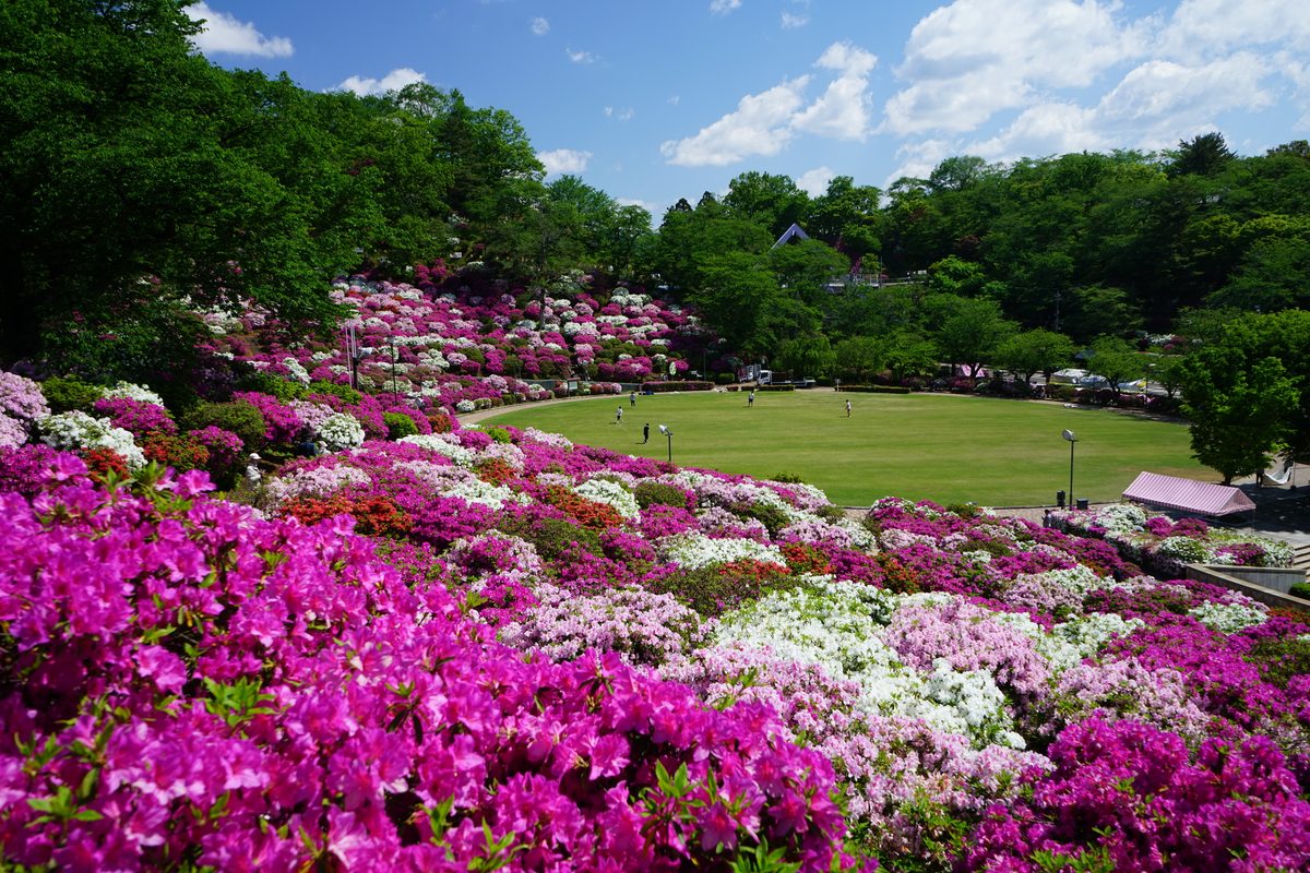 Nishiyama Park Azaleas