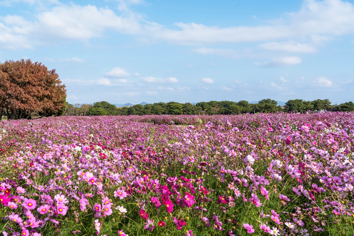Uminonakamichi Seaside Park