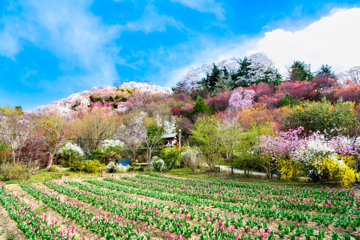 Fukushima: Three Regions, One Prefecture, No Simple Story