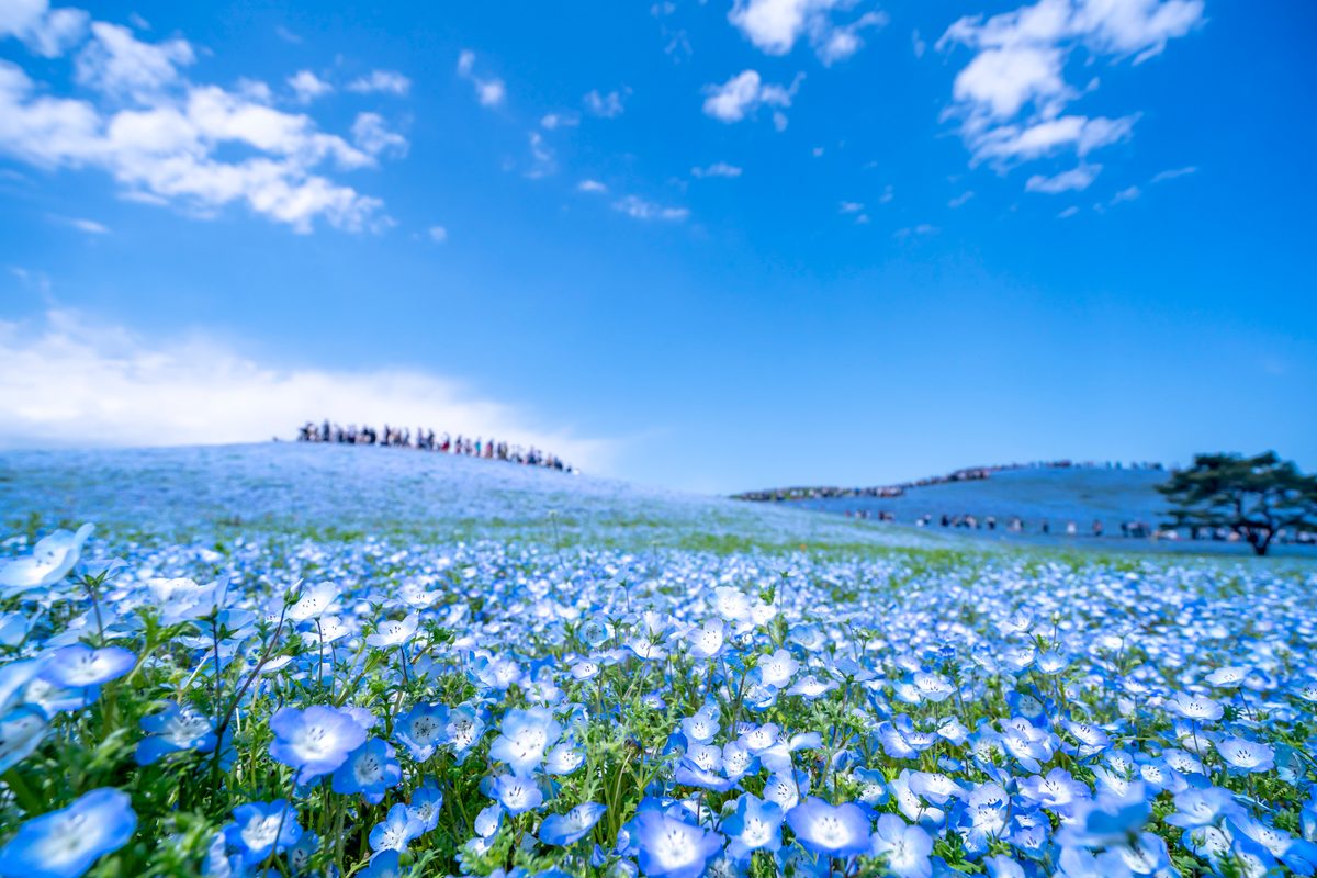 Hitachi Seaside Park