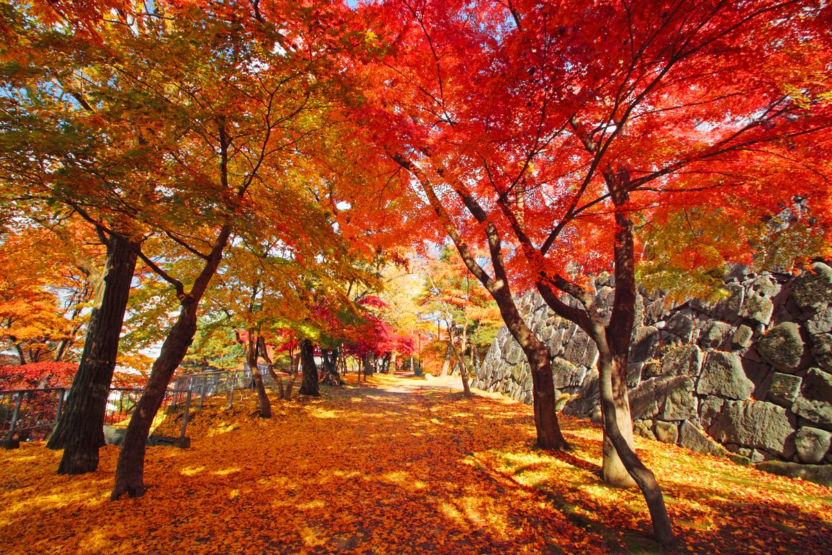 Iwate: Where the Mountains Lean Against the Pacific