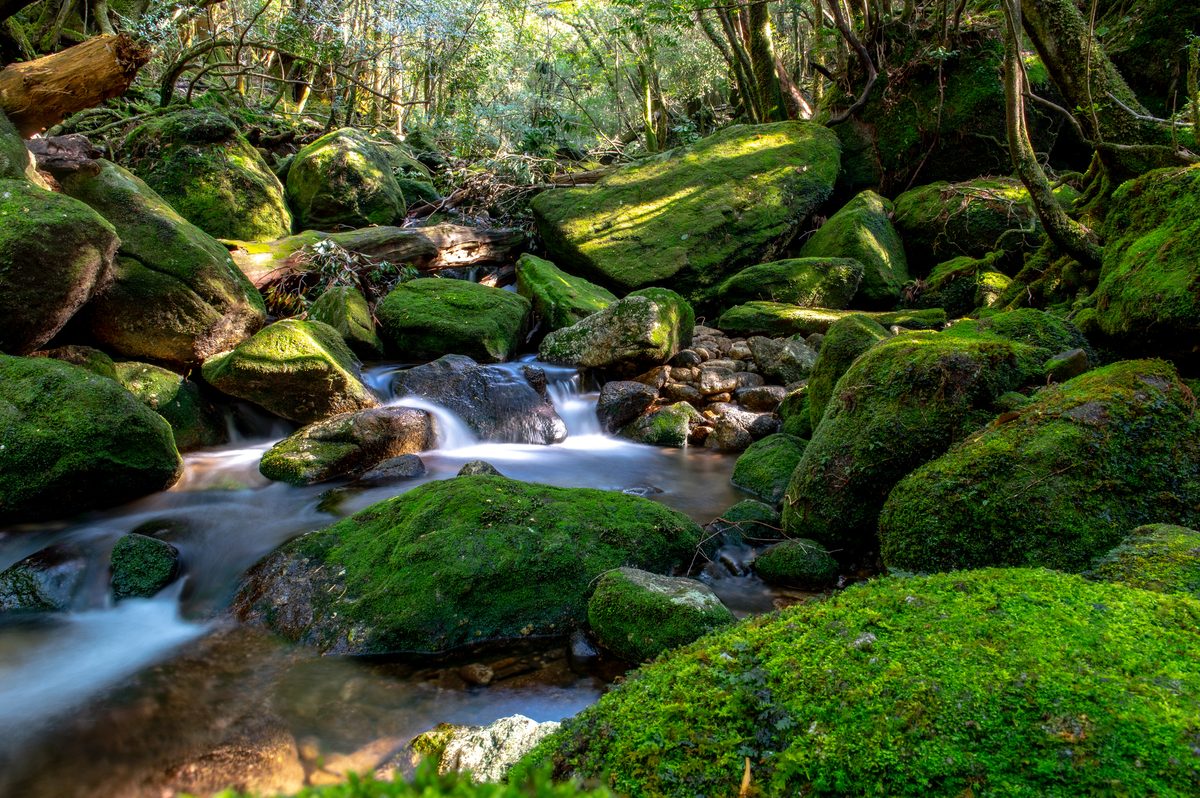 Yakushima Island
