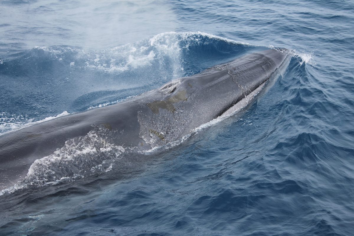 Nakatosa Whale Watching