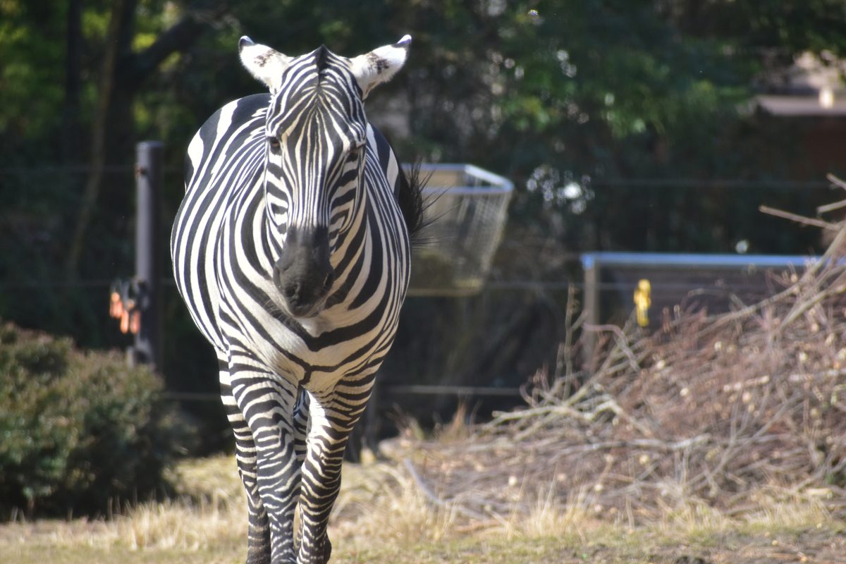 Noichi Zoological Park of Kochi Prefecture