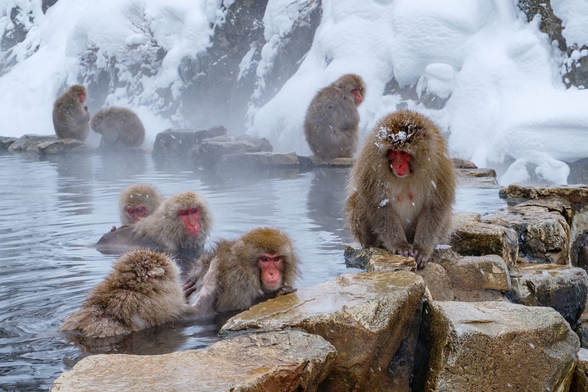 Jigokudani Monkey Park