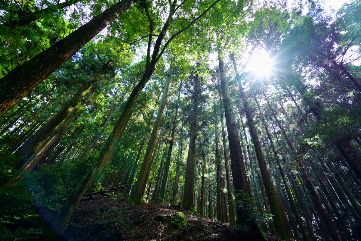 Kasugayama Primeval Forest