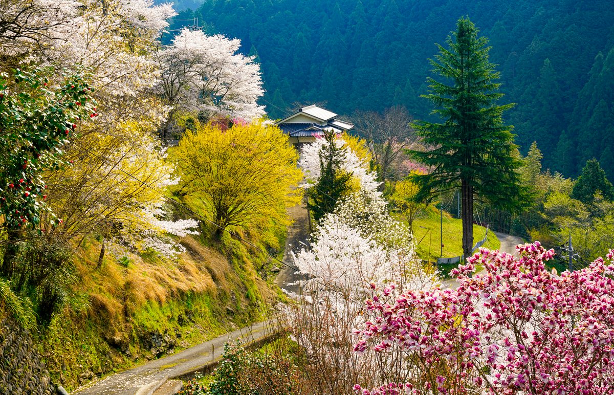 Nishiyoshino Mimosa Valley