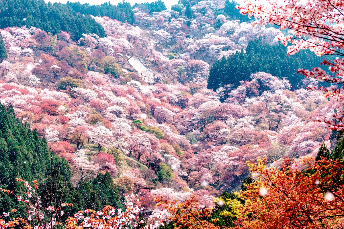 Yoshino Cherry Blossom Mountain