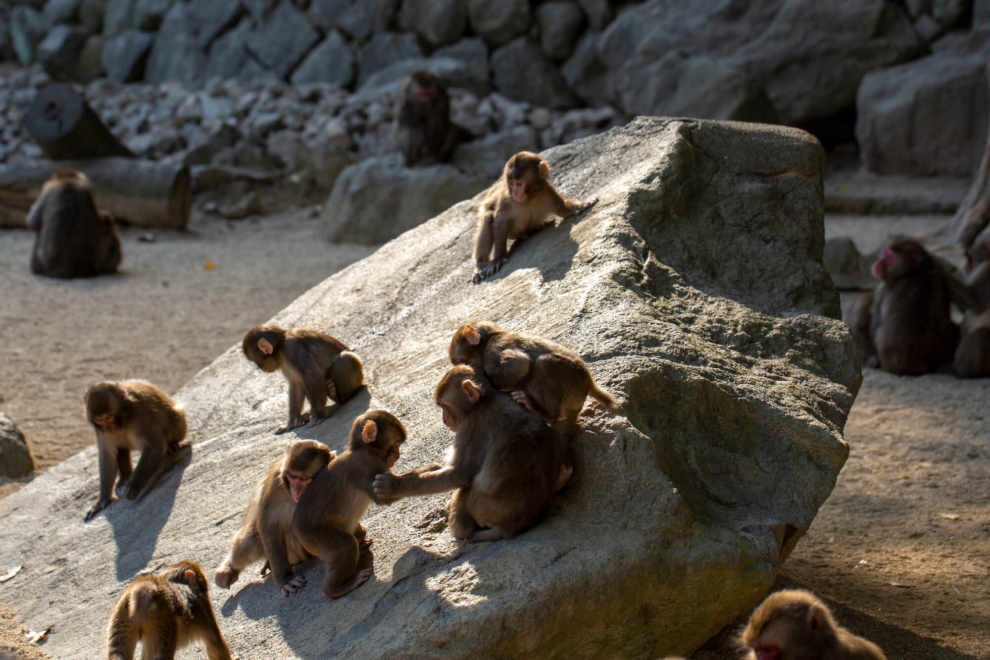Takasakiyama Monkey Mountain