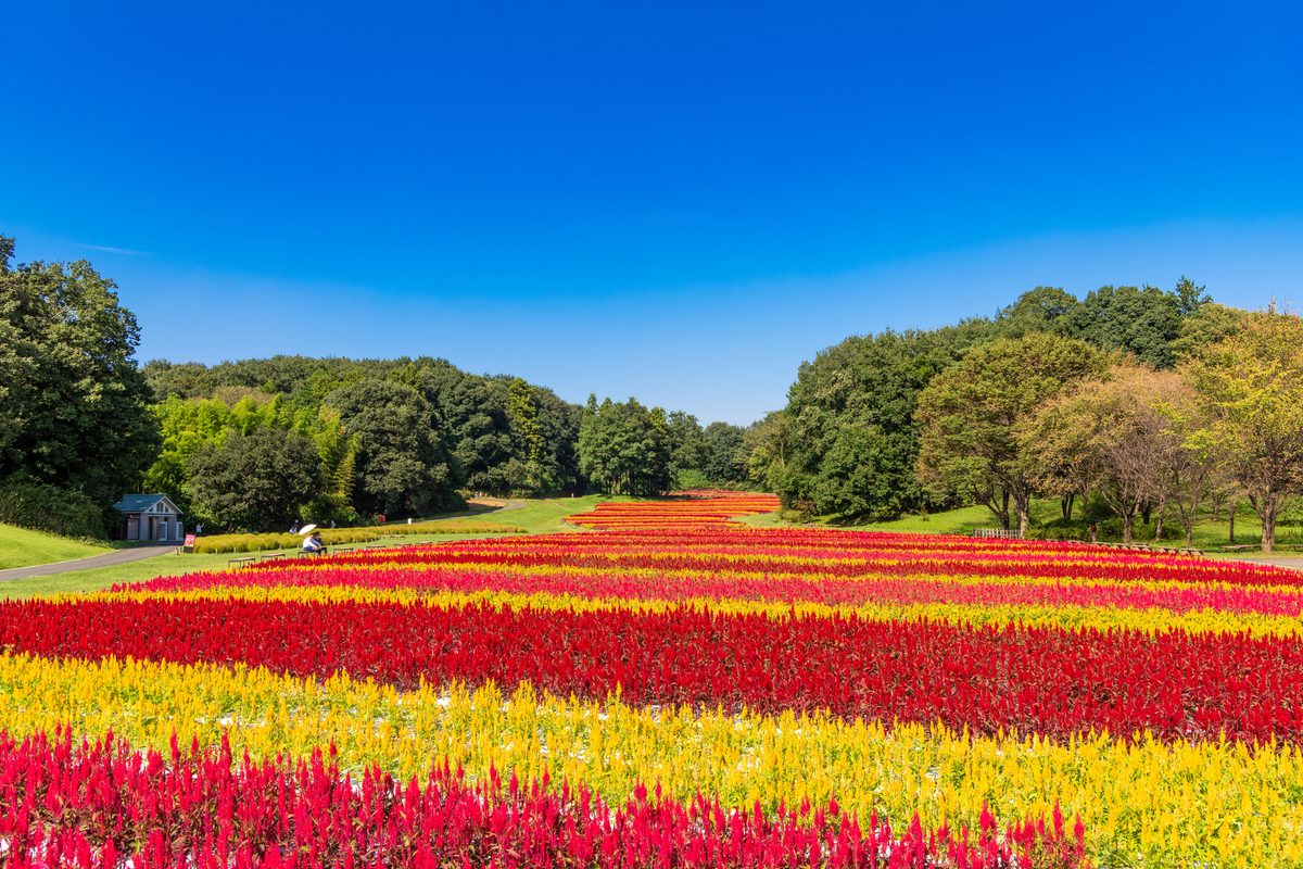 Musashi Kyuryo National Government Park