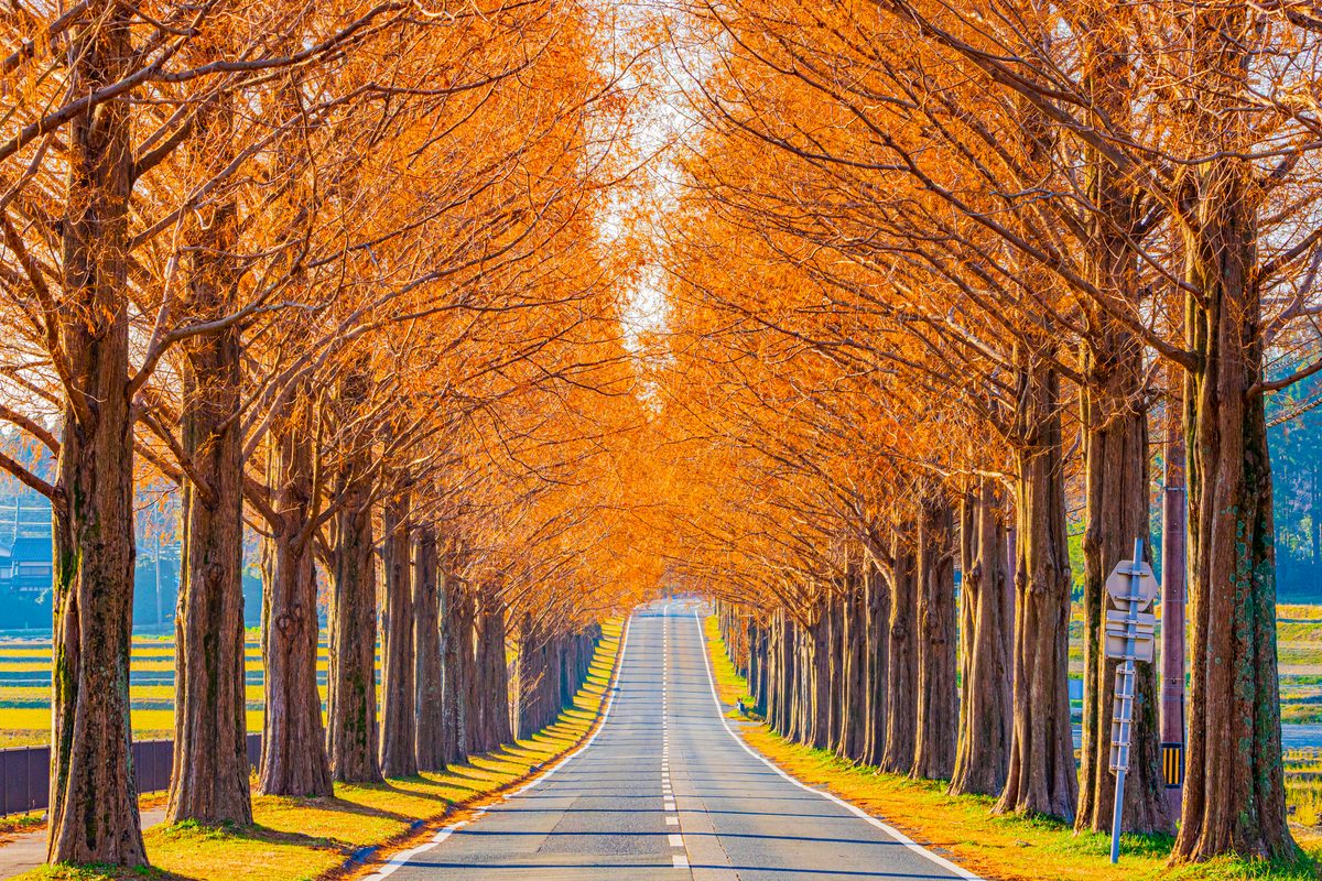 Metasequoia Avenue