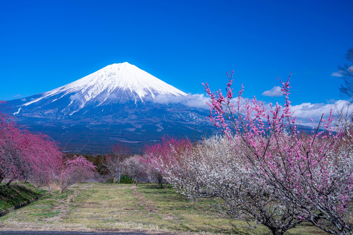 Fujinomiya — Gateway to Mt Fuji
