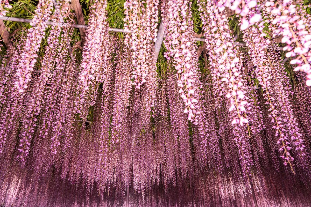 Ashikaga Flower Park