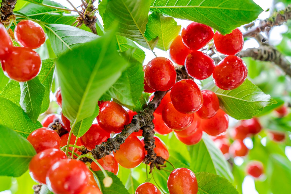 Yamagata Cherry Picking Experience