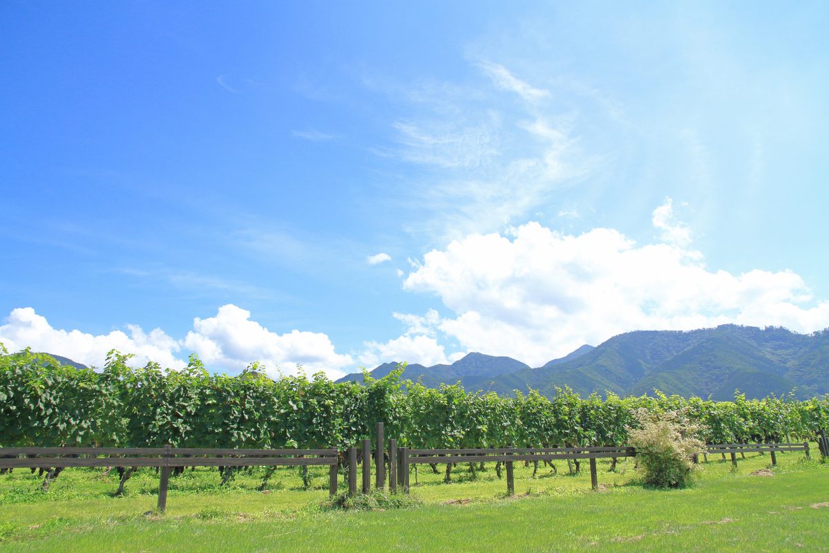 Katsunuma Wine Country
